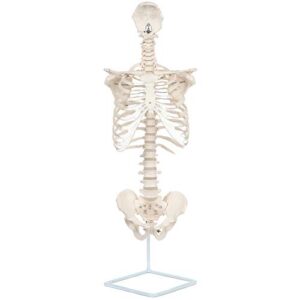 axis scientific human rib cage anatomy model: life size vertebral column with complete vertebrae, cast from real human bones, includes detailed study guide, base stand