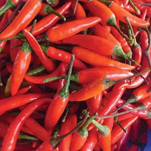 "Tabasco" Red Hot Chili Pepper Seeds for Planting, 50+ Heirloom Seeds Per Packet, (Isla's Garden Seeds), Non GMO Seeds, Botanical Name: Capsicum frutescens, Great Home Garden Gift