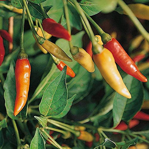 "Tabasco" Red Hot Chili Pepper Seeds for Planting, 50+ Heirloom Seeds Per Packet, (Isla's Garden Seeds), Non GMO Seeds, Botanical Name: Capsicum frutescens, Great Home Garden Gift