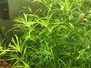 colibrox live guppy grass live aquarium plant (najas guadalupensis)