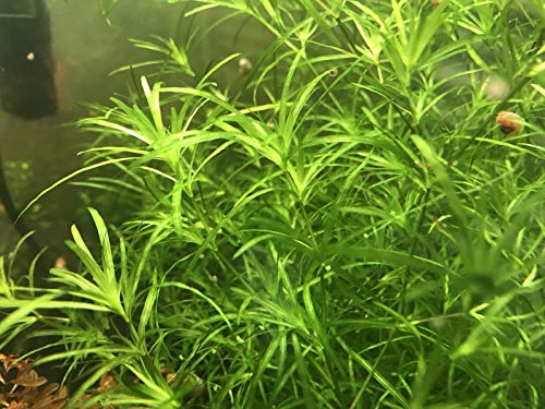 COLIBROX Live Guppy Grass Live Aquarium Plant (Najas guadalupensis)