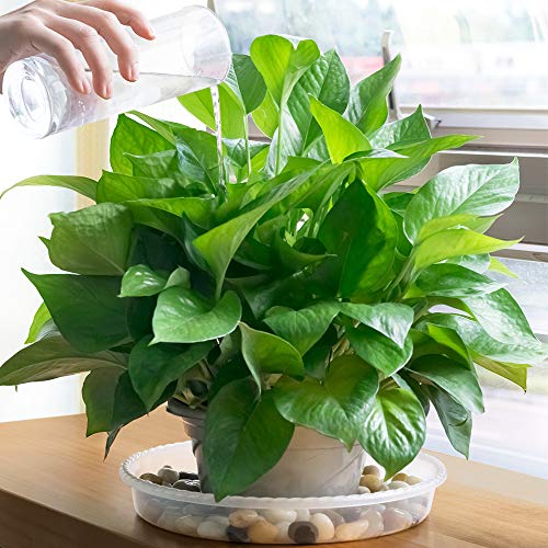 MUDEELA Plant Saucer 6 Pack of 12 inch, Durable Plastic Plant Trays for Indoors, Clear Plastic Flower Plant Pot Saucer, Made of Thicker, Stronger Plastic, with Taller Design