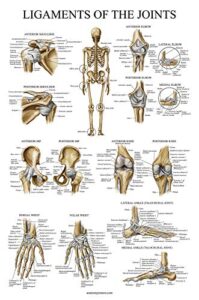 palace learning ligaments of the joints anatomical poster - laminated - ligament anatomy chart - 18 x 24