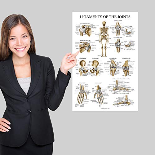 Palace Learning Ligaments of the Joints Anatomical Poster - LAMINATED - Ligament Anatomy Chart - 18 x 24