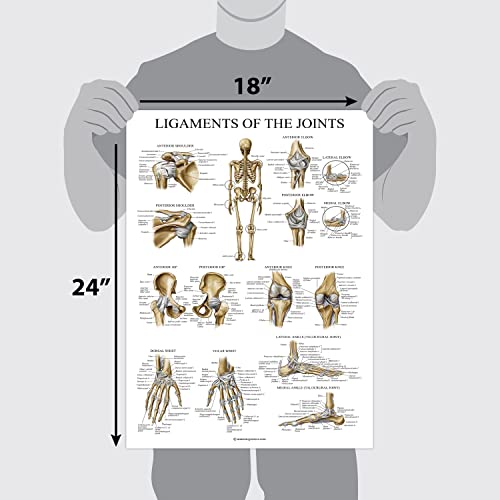 Palace Learning Ligaments of the Joints Anatomical Poster - LAMINATED - Ligament Anatomy Chart - 18 x 24