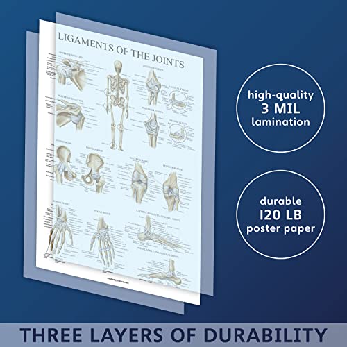 Palace Learning Ligaments of the Joints Anatomical Poster - LAMINATED - Ligament Anatomy Chart - 18 x 24