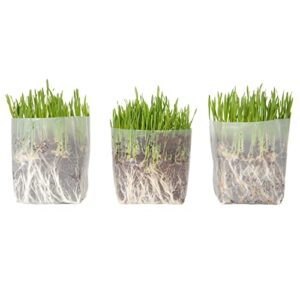 window garden kit cat grass for indoor cats (3 pack) - easy to grow kitty grass kit, the purr-fect catnip growing kit with planter, plant kit includes organic non gmo wheatgrass seed and fiber soil.