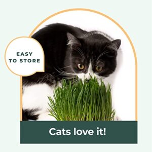 Window Garden Kit Cat Grass for Indoor Cats (3 Pack) - Easy to Grow Kitty Grass Kit, The Purr-FECT Catnip Growing Kit with Planter, Plant Kit Includes Organic Non GMO Wheatgrass Seed and Fiber Soil.