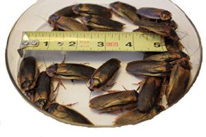 50 young adult male dubia roaches for breeding or as feeders