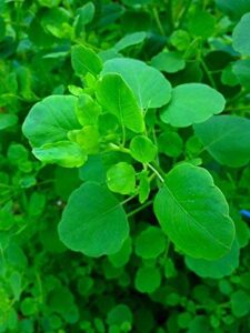 papalo 100 seeds - mexican herb - porophyllum ruderale - indoors or out