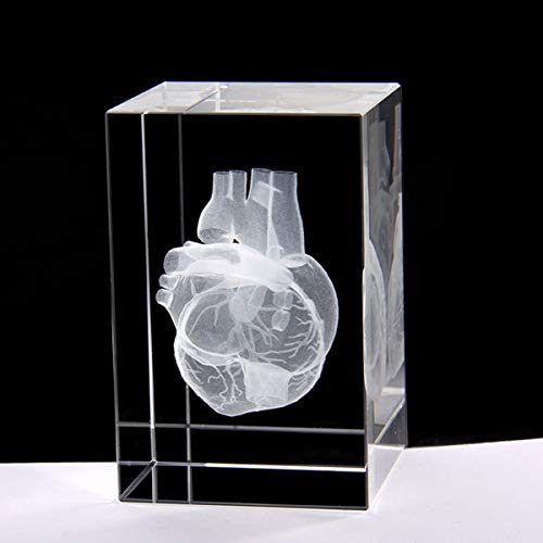 3D Human Heart Anatomical Model Paperweight(Laser Etched) in Crystal Glass Cube Science Gift (No Included LED Base)(3.1x2x2 inch)