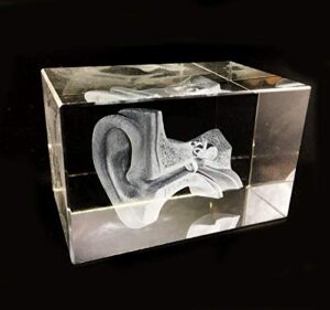 3d human ear anatomical model paperweight(laser etched) in crystal glass cube science gift (no included led base)(3.1x2x2 inch)
