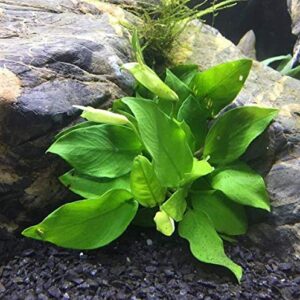 Mainam Anubias Barteri VAR. Barteri Potted Live Aquarium Plant Decorations Easy for Beginner