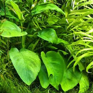 Mainam Anubias Barteri VAR. Barteri Potted Live Aquarium Plant Decorations Easy for Beginner