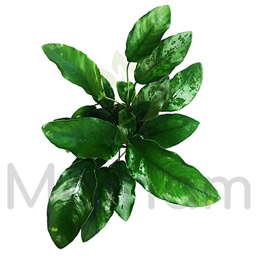 Mainam Anubias Barteri VAR. Barteri Potted Live Aquarium Plant Decorations Easy for Beginner