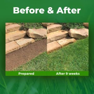 Grotrax Biodegradable Grass Seed Mat - 50 SQFT Bermuda Rye - Grass Seed and Fertilizer for Lawns, Dog Patches & Shade - Just Roll, Water & Grow - No Fake or Artificial Grass