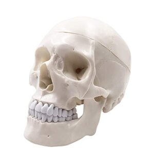 3-part human skull model - life size removable medical detailed anatomical adult head bone
