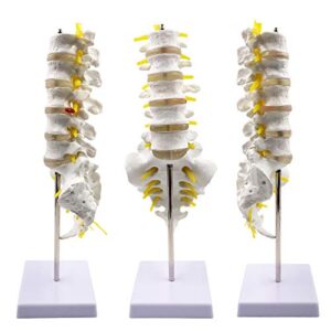 human spine model - 1:1 life size lumbar vertebrae spine set anatomy model for chiropractor, osteopath office and student study