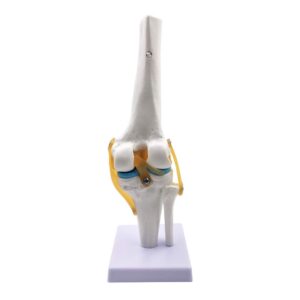 knee joint simulation model - human 1:1 size medical anatomy flexible knee skeleton teaching mold for science classroom study display