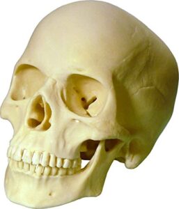life-size human skull anatomy medical studies replica, model 3093001