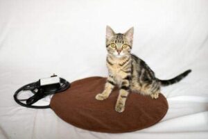 the kitty tube safe low voltage round pet heating pad