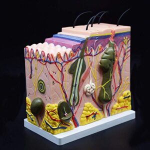 Skin Model, 50X Enlarged Anatomical Model Anatomy for Science Classroom Study Display Teaching Medical Model