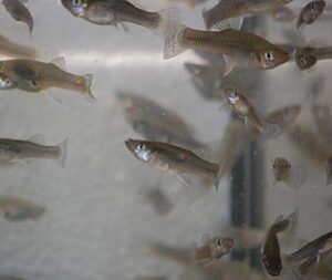 quinn's fins- gambusia affins- live mosquitofish (20 pack)