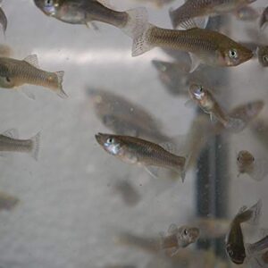 Quinn's Fins- Gambusia affins- Live mosquitofish (20 Pack)