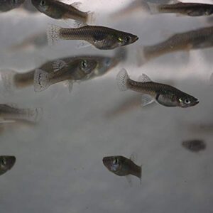 Quinn's Fins- Gambusia affins- Live mosquitofish (20 Pack)