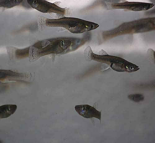 Quinn's Fins- Gambusia affins- Live mosquitofish (20 Pack)