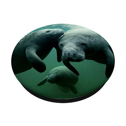 Manatee Family Sea Cow Mammal Conservation Photograph PopSockets PopGrip: Swappable Grip for Phones & Tablets