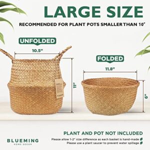 Blueming Home Decor Plant Baskets – Set of 2, Twin Pack Large Hand Woven Seagrass Rattan Belly Planter with Handles for Plant Pots, Home Decor, Organizer, Laundry (Original, 12 Inch x 10 Inch)