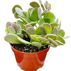 Live Succulent, 4" Senecio Jacobsenii Trailing Jade, Succulents Plants Live, Succulent Plants Fully Rooted, House Plant for Home Office Decoration, DIY Projects, Party Favor Gift By The Succulent Cult