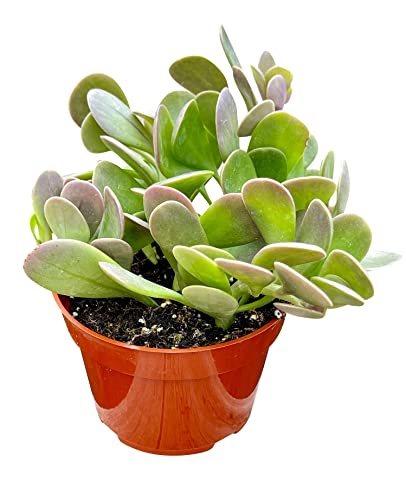 Live Succulent, 4" Senecio Jacobsenii Trailing Jade, Succulents Plants Live, Succulent Plants Fully Rooted, House Plant for Home Office Decoration, DIY Projects, Party Favor Gift By The Succulent Cult