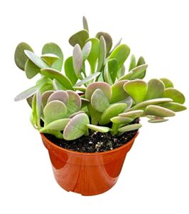 live succulent, 4" senecio jacobsenii trailing jade, succulents plants live, succulent plants fully rooted, house plant for home office decoration, diy projects, party favor gift by the succulent cult