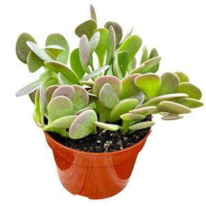 Live Succulent, 4" Senecio Jacobsenii Trailing Jade, Succulents Plants Live, Succulent Plants Fully Rooted, House Plant for Home Office Decoration, DIY Projects, Party Favor Gift By The Succulent Cult