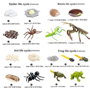 Animal Life Cycle Process Model, Frog, ant, Spider, Mantis Teaching aid Modeling Toys (Second Set of Packages (17 Pieces)