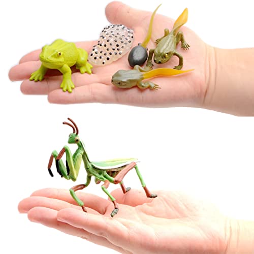 Animal Life Cycle Process Model, Frog, ant, Spider, Mantis Teaching aid Modeling Toys (Second Set of Packages (17 Pieces)