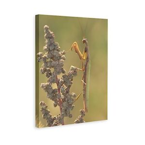 insects animals prayer mantis canvas poster bedroom decor sports landscape office room decor gift,canvas poster wall art decor print picture paintings for living room bedroom decoration 16x24inchs(40x