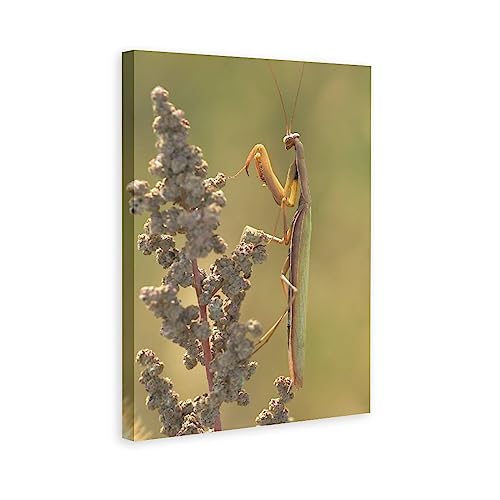 Insects Animals Prayer Mantis Canvas Poster Bedroom Decor Sports Landscape Office Room Decor Gift,Canvas Poster Wall Art Decor Print Picture Paintings for Living Room Bedroom Decoration 16x24inchs(40x