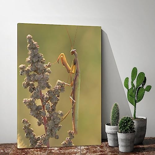 Insects Animals Prayer Mantis Canvas Poster Bedroom Decor Sports Landscape Office Room Decor Gift,Canvas Poster Wall Art Decor Print Picture Paintings for Living Room Bedroom Decoration 16x24inchs(40x