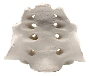 sacrum bone model - anatomically accurate human replica - hbarsci