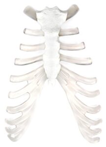 sternum bone and cartilage model - anatomically accurate human bone and cartilage replica - hbarsci