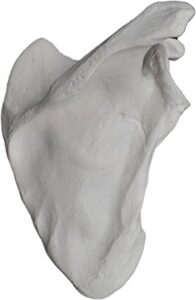 scapula bone model - right - anatomically accurate human scapula bone replica - hbarsci