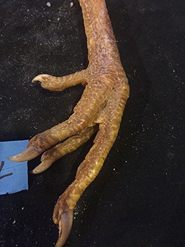 2 Real Chicken Feet Taxidermy Arts Witchcraft Spell Voodoo Hoodoo