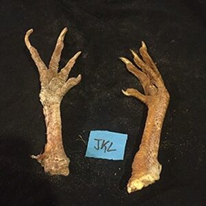 2 Real Chicken Feet Taxidermy Arts Witchcraft Spell Voodoo Hoodoo