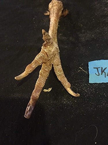 2 Real Chicken Feet Taxidermy Arts Witchcraft Spell Voodoo Hoodoo