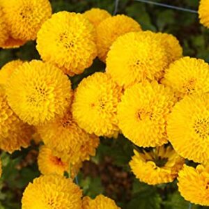 2000 African Marigold 'Crackerjack Mix' Seeds, by Seeds2Go