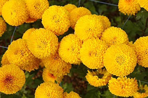 2000 African Marigold 'Crackerjack Mix' Seeds, by Seeds2Go