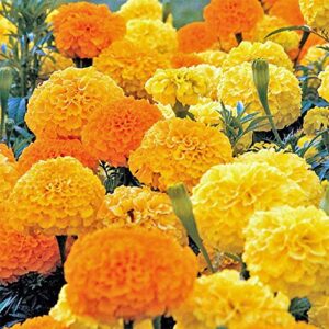 2000 african marigold 'crackerjack mix' seeds, by seeds2go